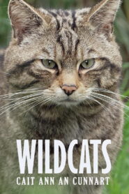 Wildcats: Cait ann an Cunnart