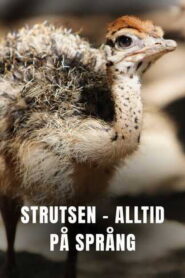 Ostrich – A Life On The Run