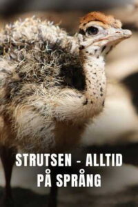 Ostrich – A Life On The Run