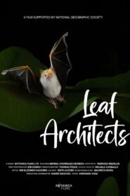 Leaf Architects