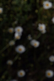 25 aprile