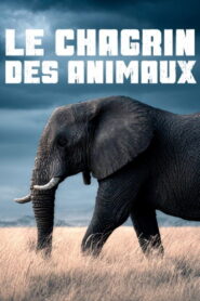 Le chagrin des animaux : mythe ou réalité ?
