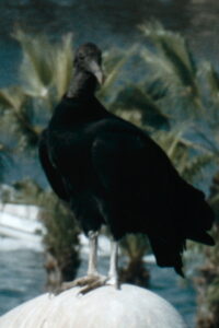 Gallinazo