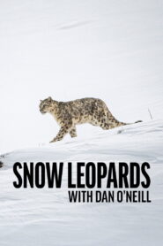 Snow Leopards with Dan O’Neill