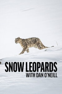 Snow Leopards with Dan O’Neill