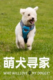 萌犬寻家