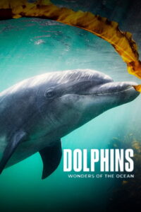 Dolphins – Wonders of the Ocean